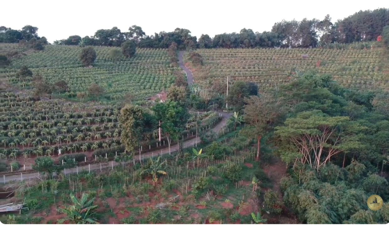 Dijual kebun durian produktif di Cijambe Subang 2
